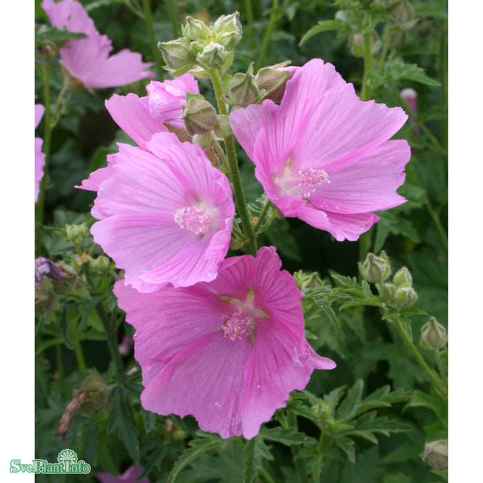 Malva alcea 'Fastigiata' A-kval