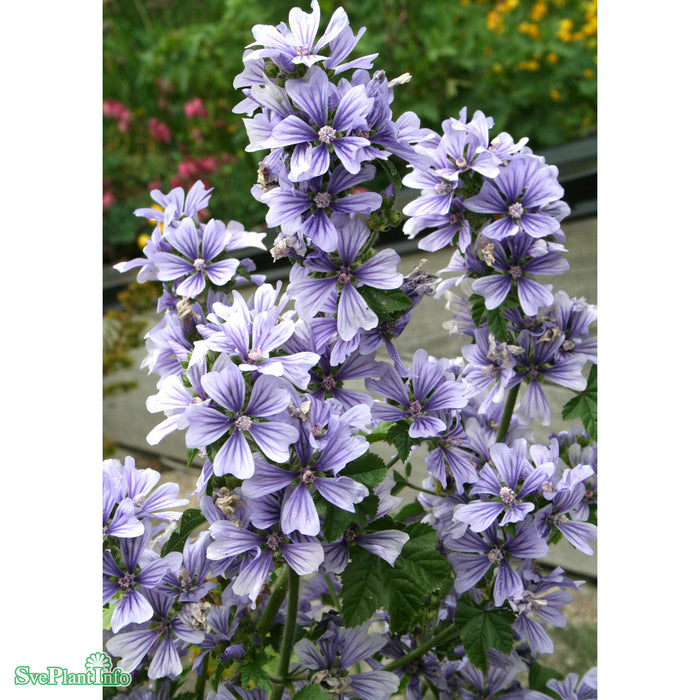 Malva sylvestris 'Dema' A-kval