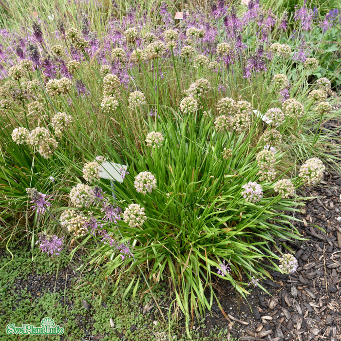 Allium angulosum 'Summer Beauty' A-kval