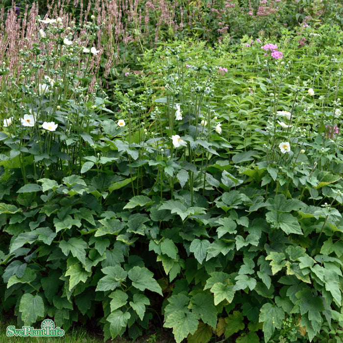 Anemone hybrida 'Honorine Jobert' C5