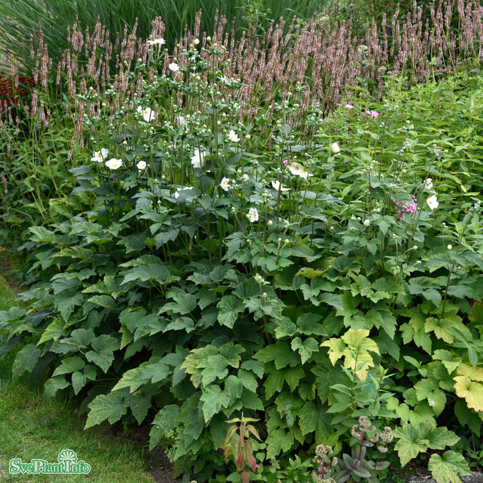 Anemone hybrida 'Honorine Jobert' C5