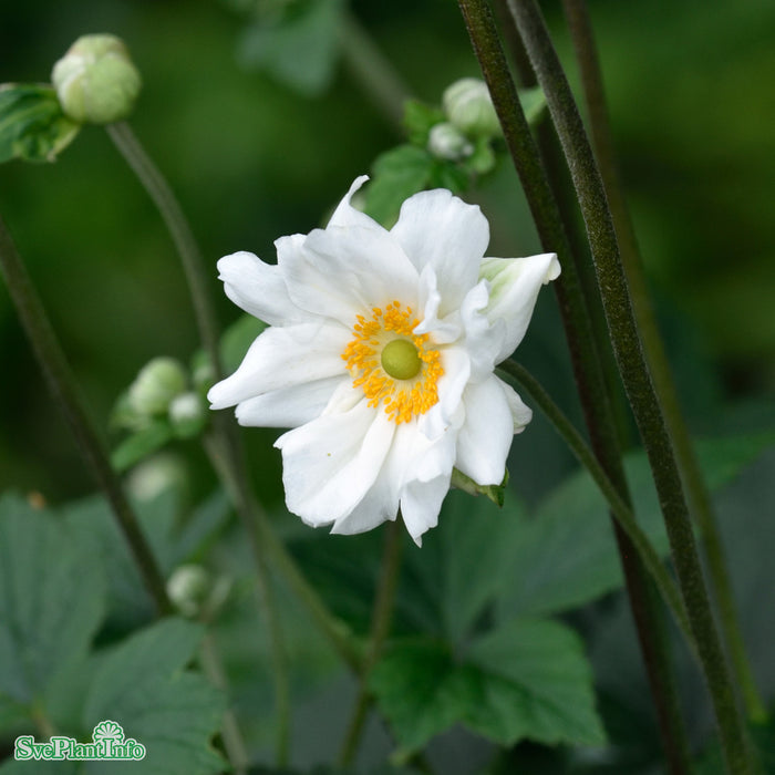 Anemone hybrida 'Whirlwind' A-kval
