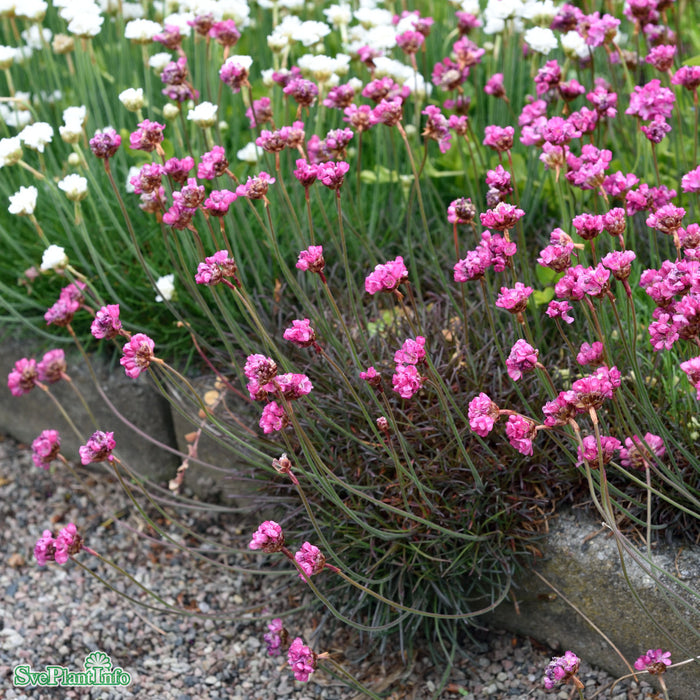 Armeria maritima 'Vesuvius' A-kval