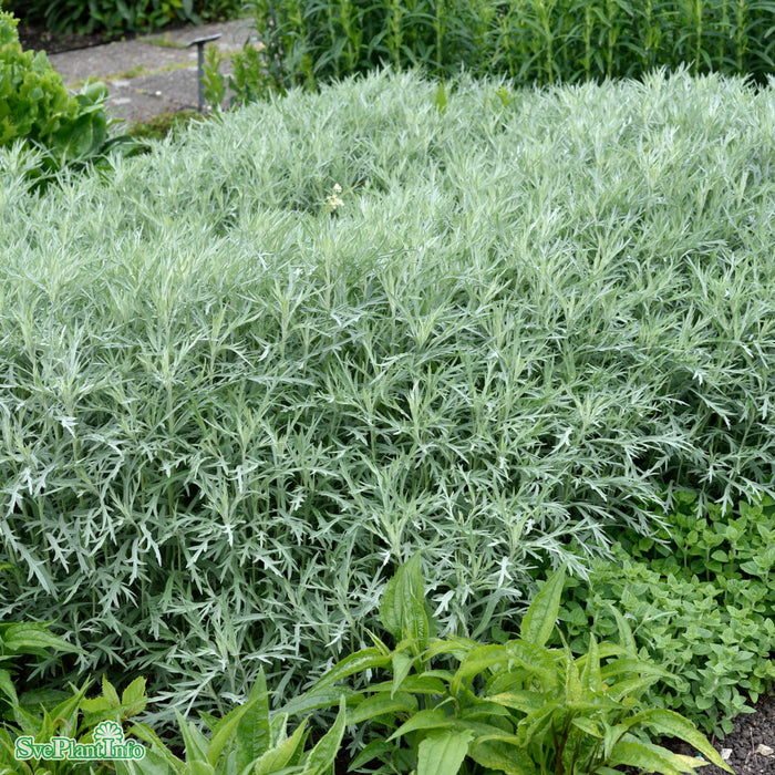 Artemisia ludoviciana 'Silver Queen' A-kval