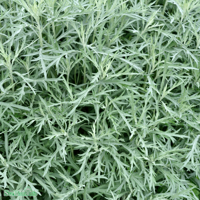 Artemisia ludoviciana 'Silver Queen' A-kval