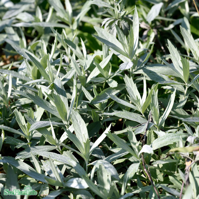 Artemisia ludoviciana 'Valerie Finnis' A-kval