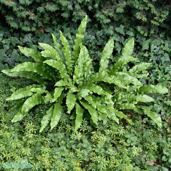 Asplenium scolopendrum A-kval C3