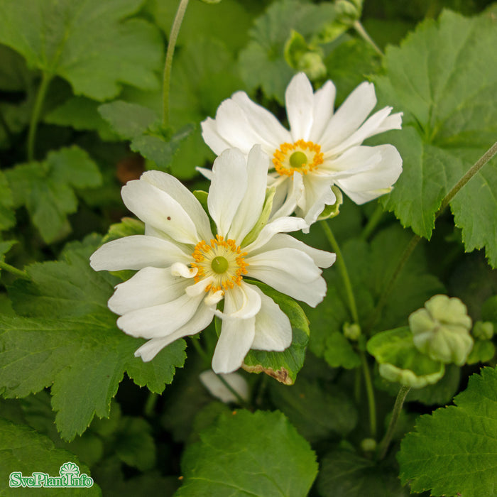 Anemone hybrida 'Whirlwind' A-kval
