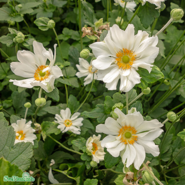 Anemone hybrida 'Whirlwind' A-kval
