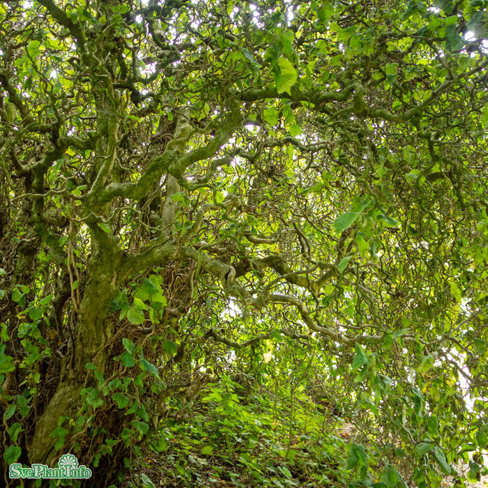 Corylus avellana 'Contorta' Busk C6