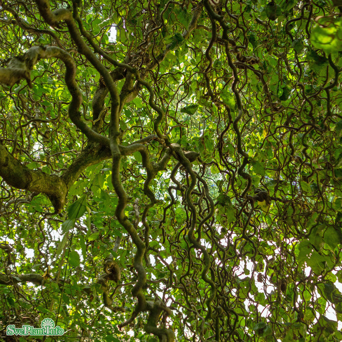 Corylus avellana 'Contorta' Stam C18 80cm