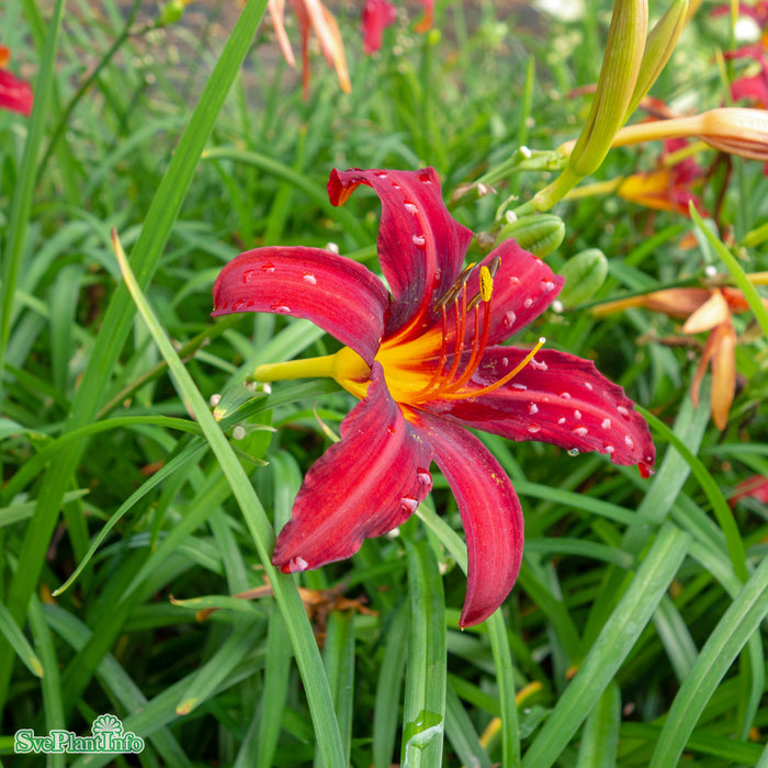 Hemerocallis 'Crimson Pirate' A-kval