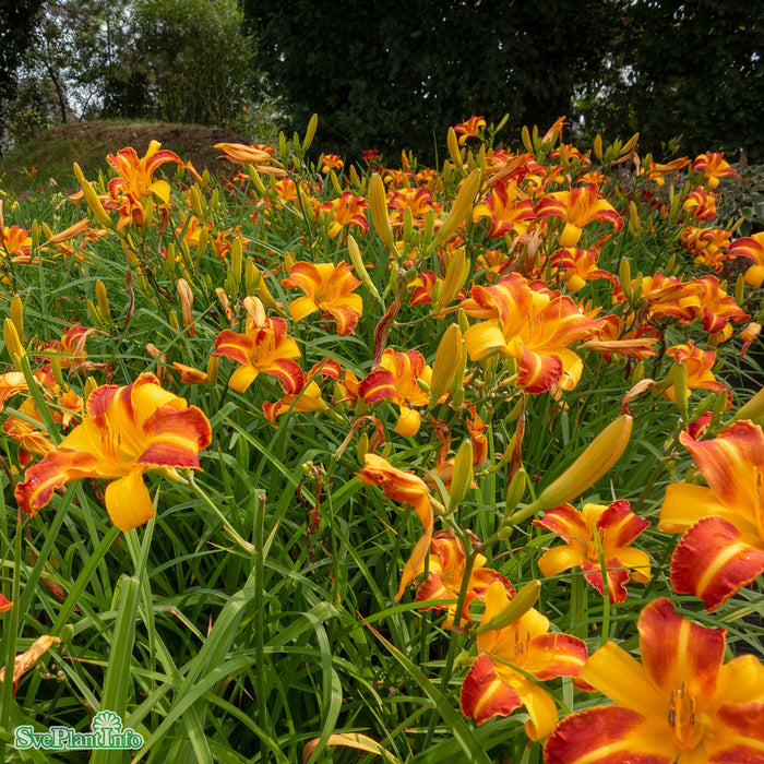 Hemerocallis 'Frans Hals' A-kval