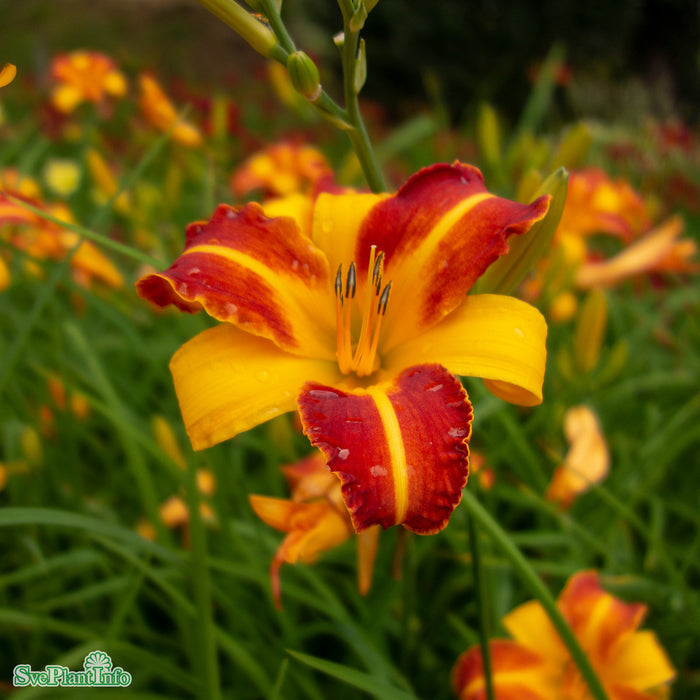 Hemerocallis 'Frans Hals' A-kval