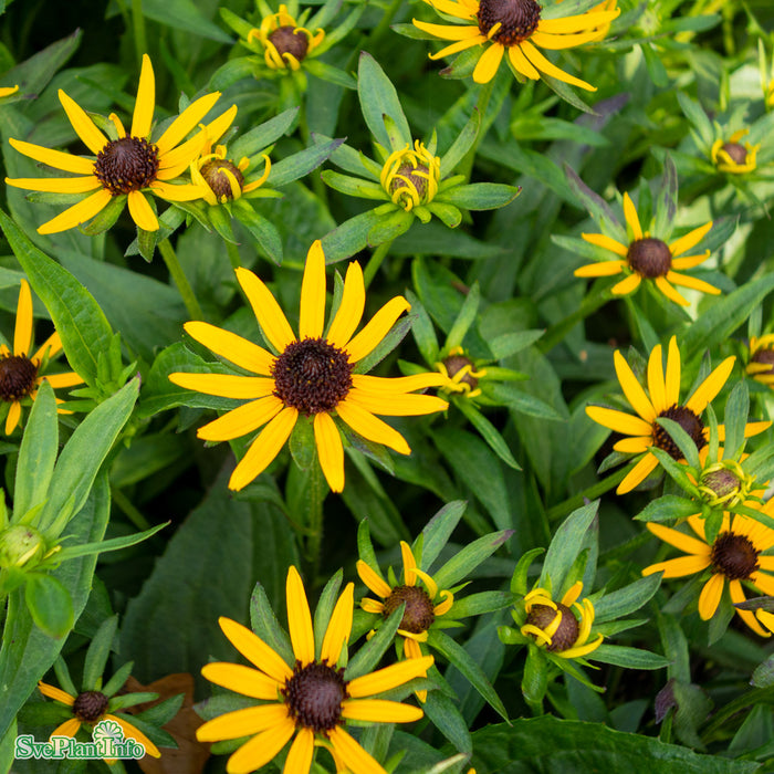 Rudbeckia fulgida 'Little Goldstar' A-kval