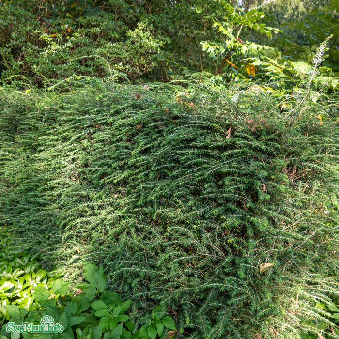 Tsuga canadensis Solitär C12 125-150cm