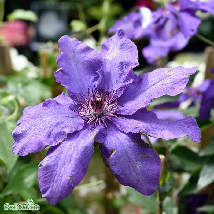 Clematis (TS) 'The President' A-kval C2