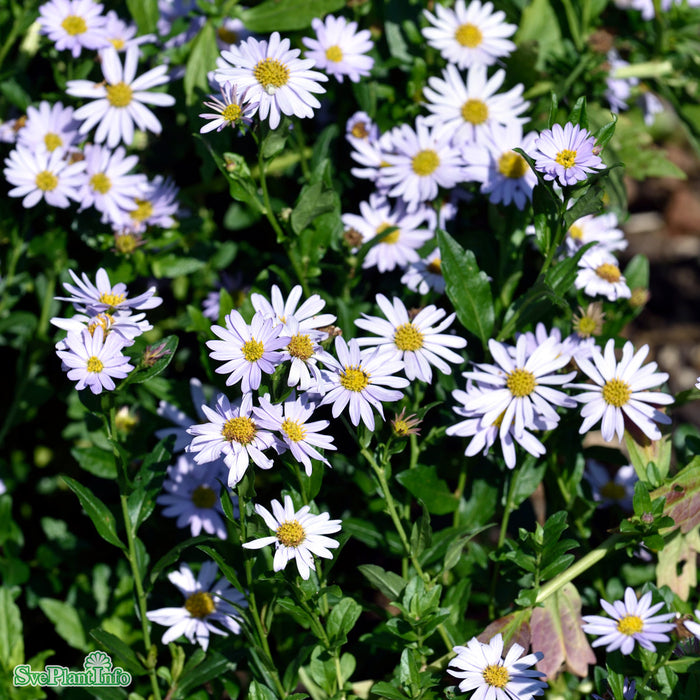 Kalimeris incisa 'Blue Star' A-kval