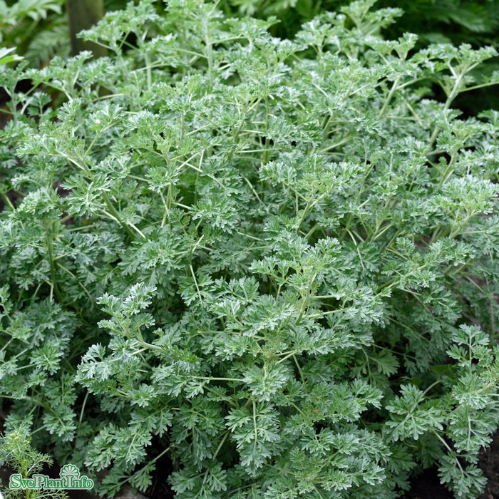 Artemisia absinthium A-kval