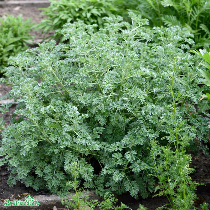 Artemisia absinthium A-kval