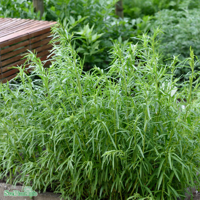 Artemisia dracunculus A-kval
