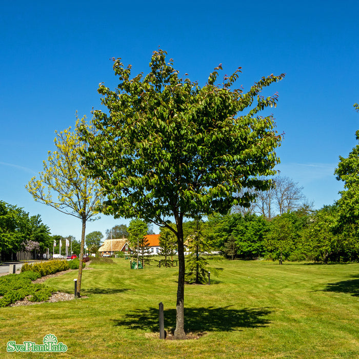 Prunus sargentii Solitär Kl 200-250cm