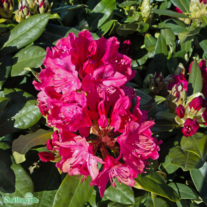Rhododendron (Cataw.) 'Nova Zembla' C6 40-50cm