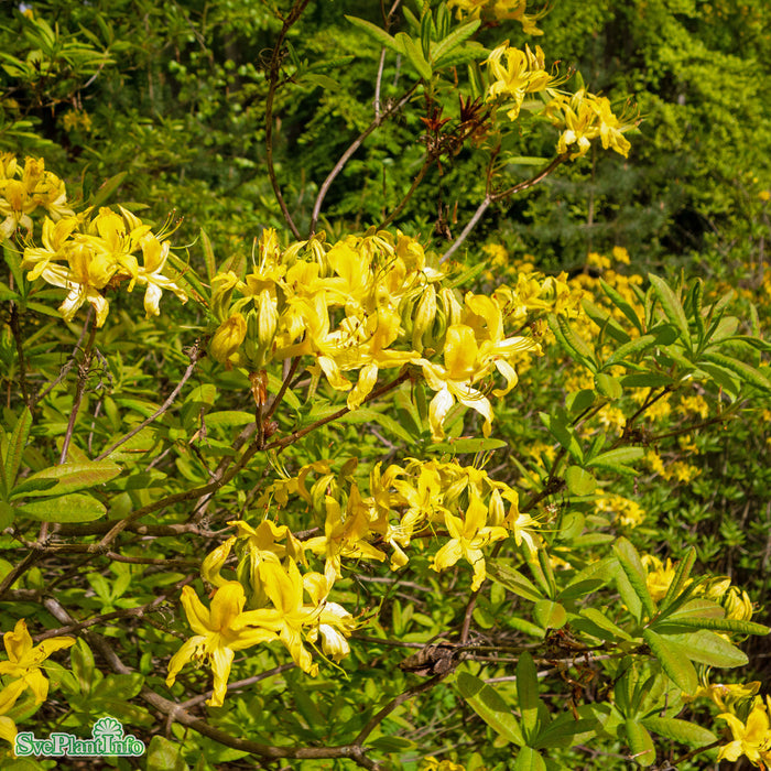 Rhododendron luteum 30-40 Co