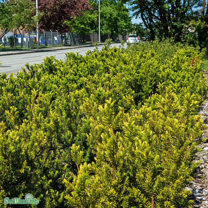 Taxus media 'Hillii' Kl 100-120cm Extra