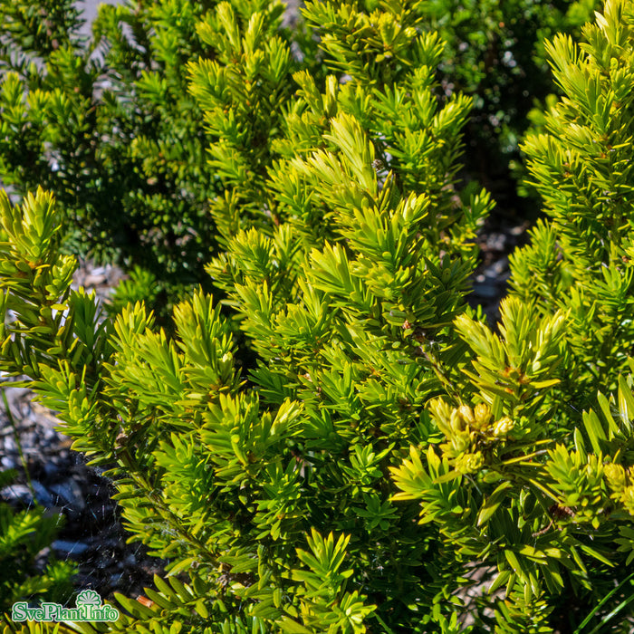 Taxus media 'Hillii' Kl 100-120cm Extra