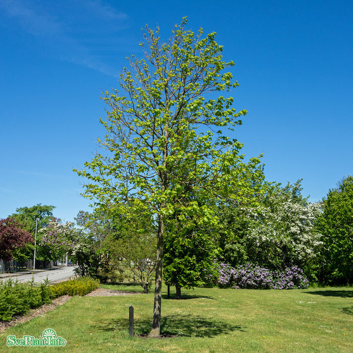 Tilia cordata 'Greenspire' Ungträd C10 150-175cm