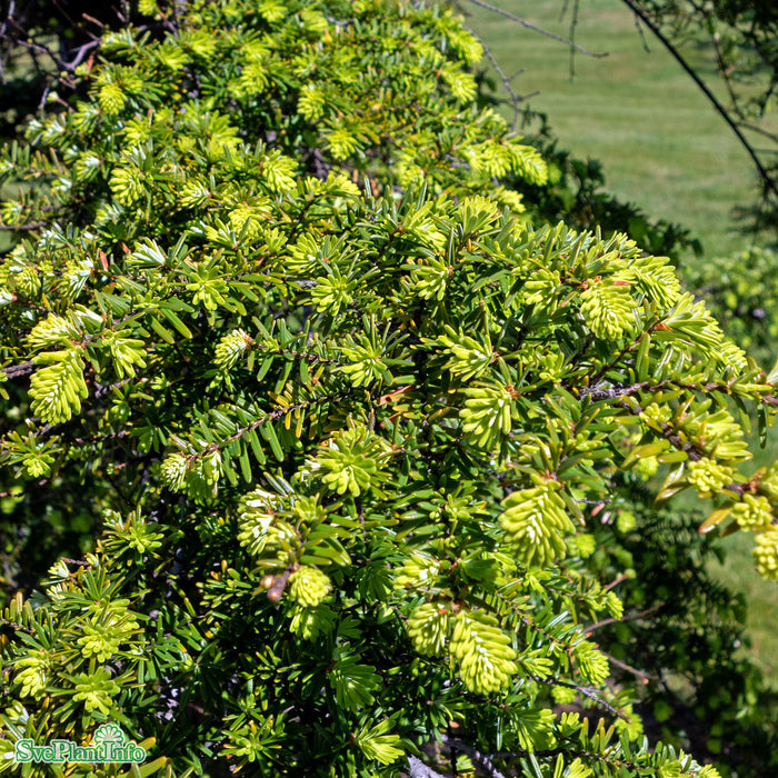 Tsuga canadensis Solitär C35 200-225cm