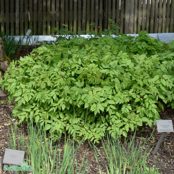 Aruncus dioicus A-kval