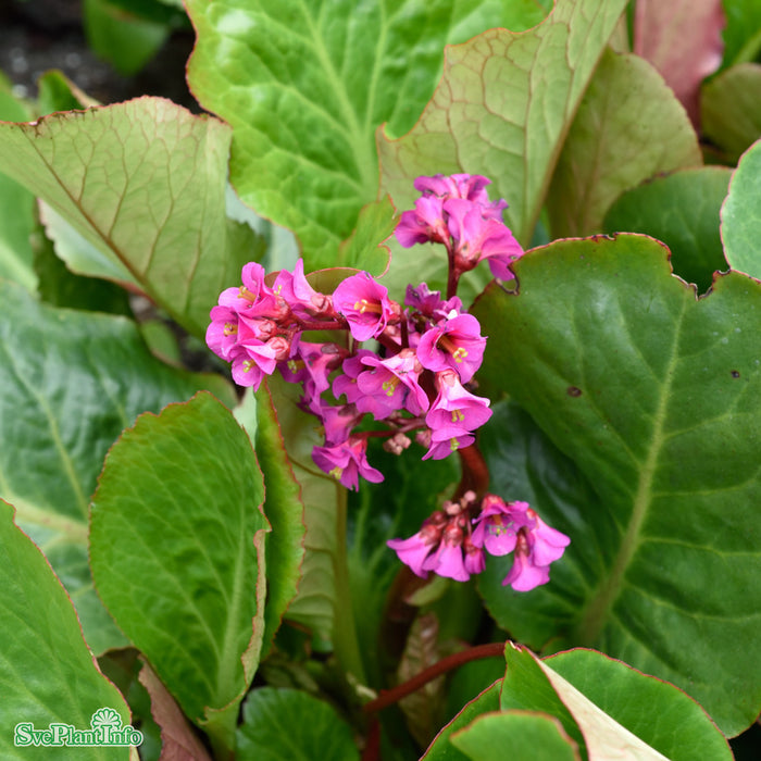 Bergenia cordifolia 'Rotblum' A-kval