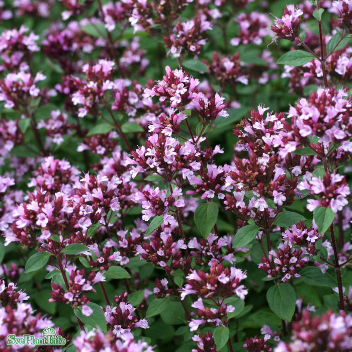 Origanum (Laevigatum-Gruppen) 'Herrenhausen' A-kval