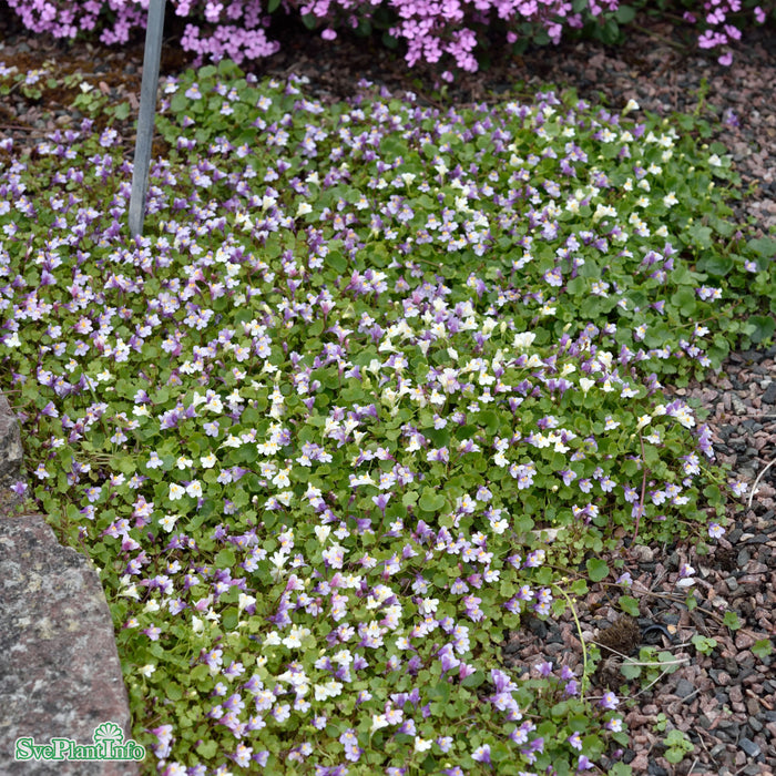 Cymbalaria muralis A-kval