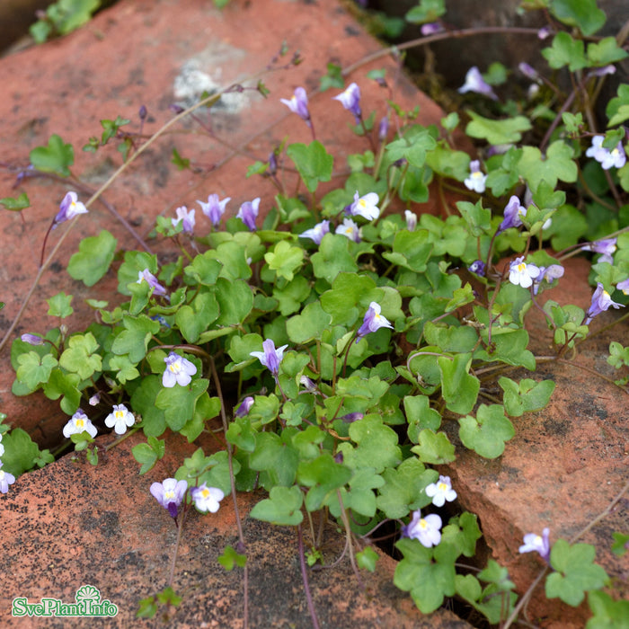 Cymbalaria muralis A-kval