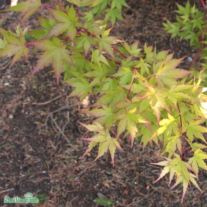 Acer palmatum 'Sangokaku' Solitär C10 80-100cm