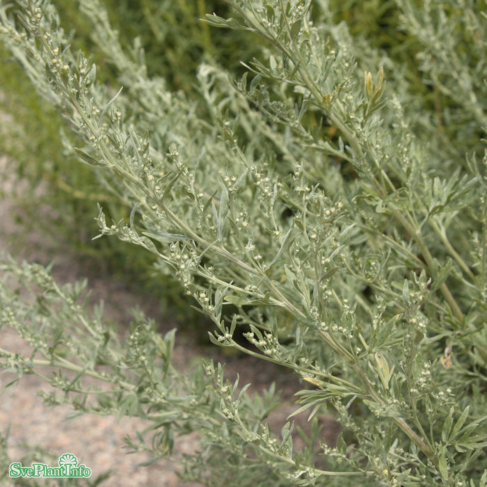 Artemisia absinthium A-kval