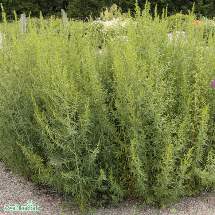 Artemisia dracunculus A-kval