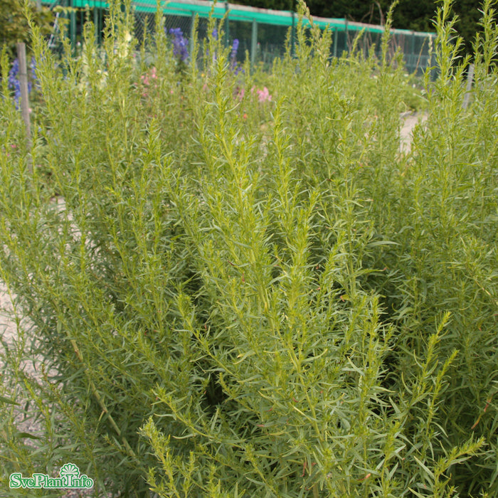 Artemisia dracunculus A-kval