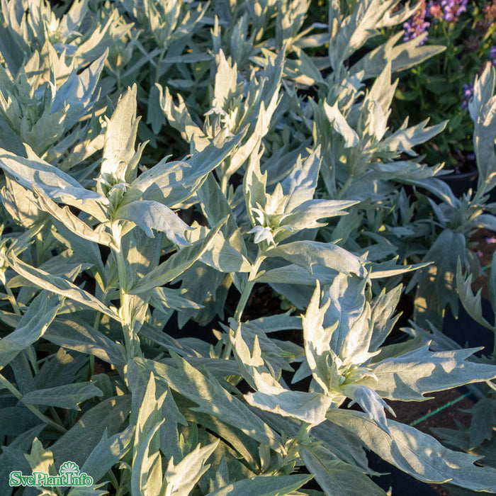 Artemisia ludoviciana 'Valerie Finnis' A-kval