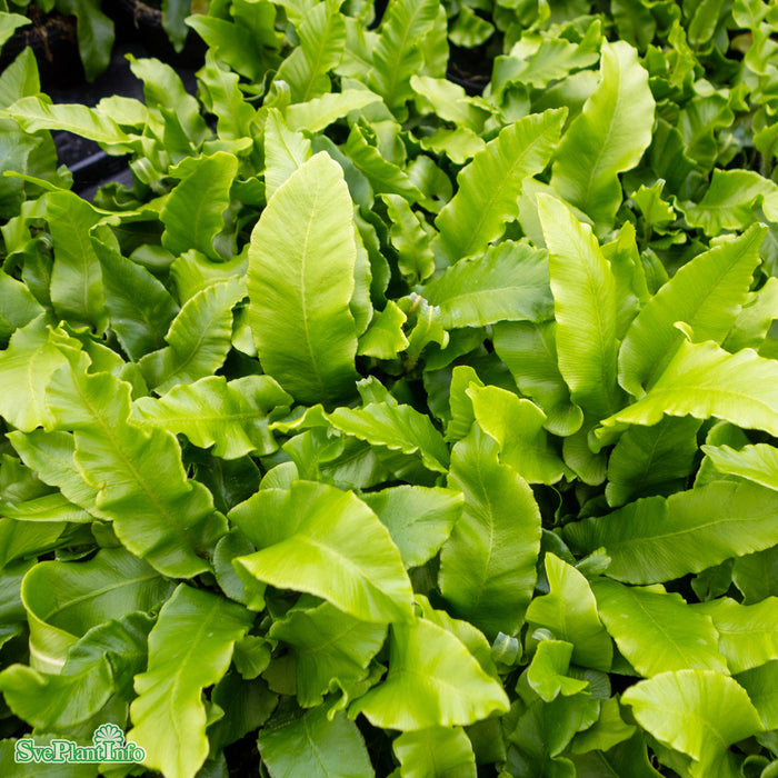Asplenium scolopendrum A-kval C3