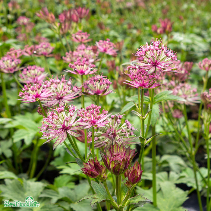 Astrantia major 'Star Of Love' A-kval