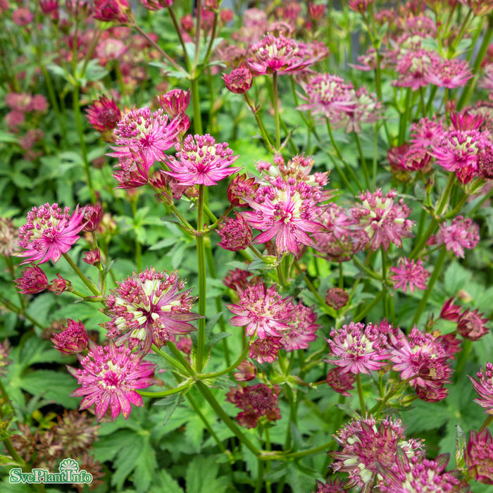 Astrantia major 'Star Of Love' A-kval