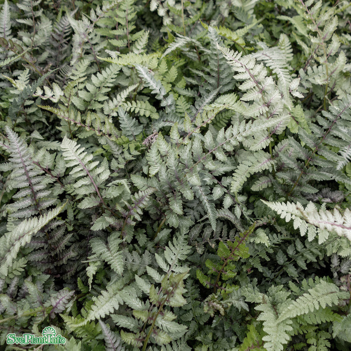 Athyrium niponicum 'Pictum' A-kval