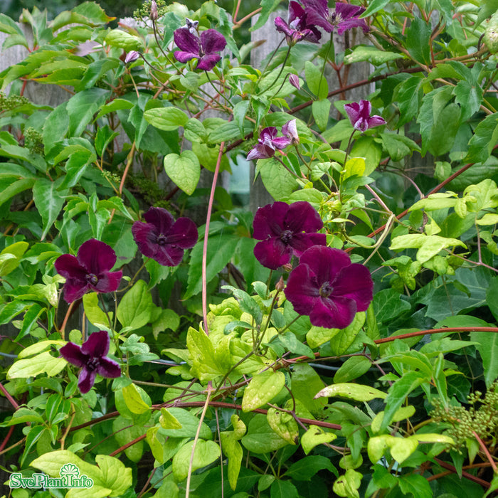 Clematis (Vitic.) 'Royal Velours' A-kval C2