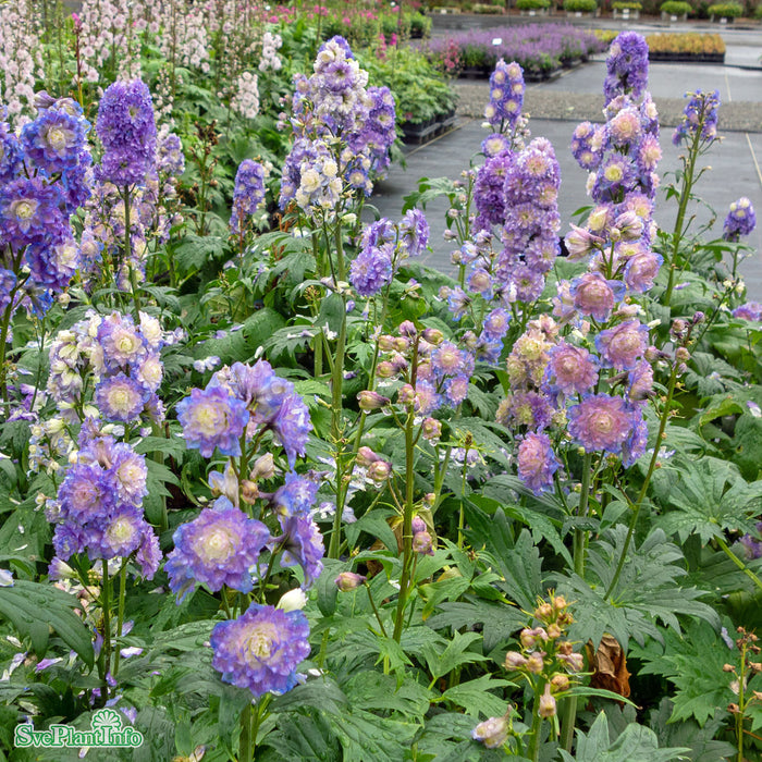 Delphinium (Highlander-Serien) 'Bolero' A-kval C2