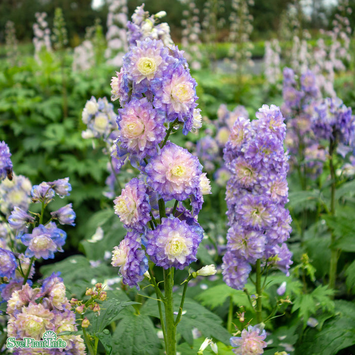 Delphinium (Highlander-Serien) 'Bolero' A-kval C2