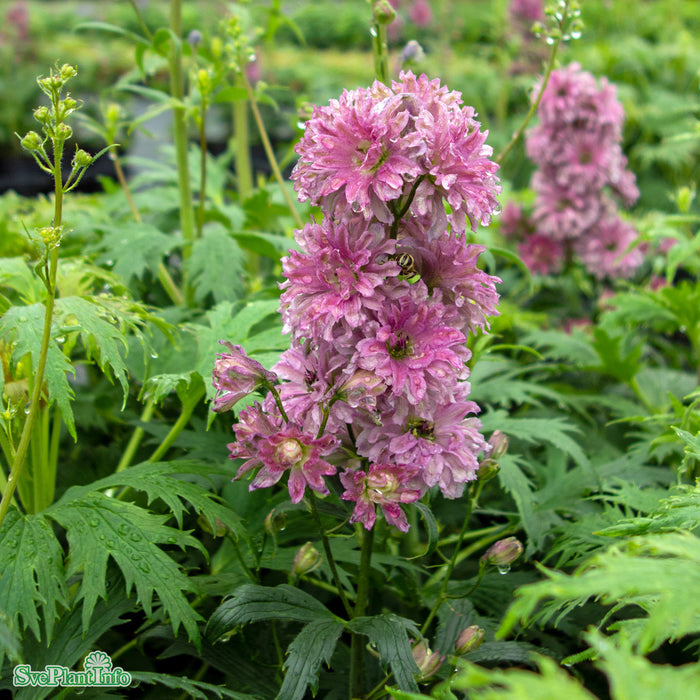 Delphinium (Highlander-Serien) 'Flamenco' A-kval